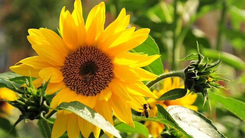 Bunga matahari digunakan untuk merawat osteochondrosis