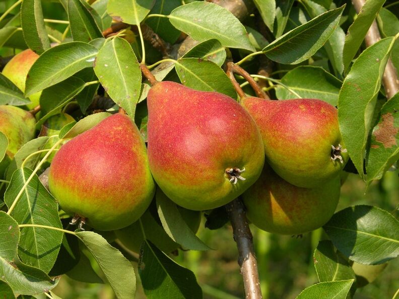 Pear digunakan untuk merawat osteochondrosis